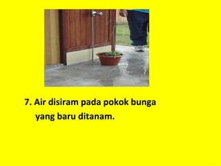 7. Air disiram pada pokok bunga
   yang baru ditanam.
 