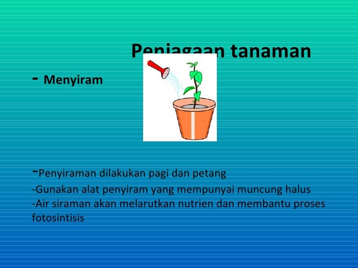 Projek tanaman hiasan