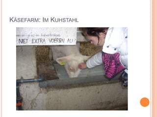 Käsefarm: Im Kuhstahl