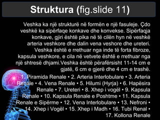 Struktura (fig.slide 11)
Veshka ka një strukturë në formën e një fasuleje. Çdo
veshkë ka sipërfaqe konkave dhe konvekse. Sipërfaqja
konkave, gjiri është pika në të cilën hyn në veshkë
arteria veshkore dhe dalin vena veshore dhe ureteri.
Veshka është e rrethuar nga inde të forta fibroze,
kapsula veshkore, e cila në vetvete është e rrethuar nga
një shtresë dhjami.Veshka është përafërsisht 11-14 cm e
gjatë, 6 cm e gjerë dhe 4 cm e trashë.
1. Piramida Renale • 2. Arteria Interlobulare • 3. Arteria
Renale • 4. Vena Renale • 5. Hilumi (Hyrja) • 6. Hapësira
Renale • 7. Ureteri • 8. Xhep i vogël • 9. Kapsula
Renale • 10. Kapsula Renale e Poshtme • 11. Kapsula
Renale e Sipërme • 12. Vena Interlobulare • 13. Nefroni •
14. Xhep i Vogël • 15. Xhep i Madh • 16. Tubi Renal •
17. Kollona Renale
 