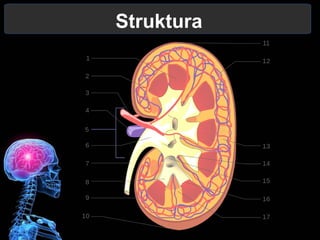 Struktura
 