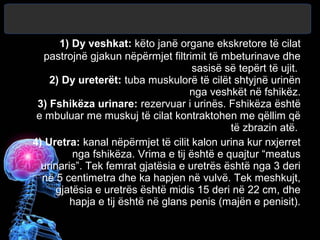 1) Dy veshkat: këto janë organe ekskretore të cilat
pastrojnë gjakun nëpërmjet filtrimit të mbeturinave dhe
sasisë së tepërt të ujit.
2) Dy ureterët: tuba muskulorë të cilët shtyjnë urinën
nga veshkët në fshikëz.
3) Fshikëza urinare: rezervuar i urinës. Fshikëza është
e mbuluar me muskuj të cilat kontraktohen me qëllim që
të zbrazin atë.
4) Uretra: kanal nëpërmjet të cilit kalon urina kur nxjerret
nga fshikëza. Vrima e tij është e quajtur “meatus
urinaris”. Tek femrat gjatësia e uretrës është nga 3 deri
në 5 centimetra dhe ka hapjen në vulvë. Tek meshkujt,
gjatësia e uretrës është midis 15 deri në 22 cm, dhe
hapja e tij është në glans penis (majën e penisit).
 