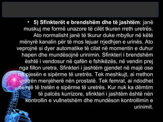 • 5) Sfinkterët e brendshëm dhe të jashtëm: janë
muskuj me formë unazore të cilët tkuren rreth uretrës.
Ato normalisht janë të tkurur duke mbyllur në këtë
mënyrë kanalin për të mos lejuar rrjedhjen e urinës. Ato
veprojnë si dyer automatike të cilat në momentin e duhur
hapen dhe mundësojnë urinimin. Sfinkteri i brendshëm
është i vendosur në qafën e fshikëzës, në vendin prej
nga fillon uretra. Sfinkteri i jashtëm gjendet në majë ose
në pjesën e sipërme të uretrës. Tek meshkujt, ai rrethon
uretrën menjëherë nën prostatë. Tek femrat, ai ndodhet
në një të tretën e sipërme të uretrës. Kur nuk ka dëmtim
të palcës kurrizore, sfinkteri i jashtëm është nën
kontrollin e vullnetshëm dhe mundëson kontrollimin e
urinimit.
 