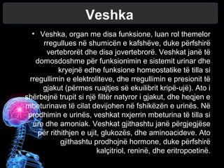 Veshka
• Veshka, organ me disa funksione, luan rol themelor
rregullues në shumicën e kafshëve, duke përfshirë
vertebrorët dhe disa jovertebrorë. Veshkat janë të
domosdoshme për funksionimin e sistemit urinar dhe
kryejnë edhe funksione homeostatike të tilla si
rregullimin e elektroliteve, dhe rregullimin e presionit të
gjakut (përmes ruajtjes së ekuilibrit kripë-ujë). Ato i
shërbejnë trupit si një filtër natyror i gjakut, dhe heqjen e
mbeturinave të cilat devijohen në fshikëzën e urinës. Në
prodhimin e urinës, veshkat nxjerrin mbeturina të tilla si
ure dhe amoniak. Veshkat gjithashtu janë përgjegjëse
për rithithjen e ujit, glukozës, dhe aminoacideve. Ato
gjithashtu prodhojnë hormone, duke përfshirë
kalçitriol, reninë, dhe eritropoetinë.
 