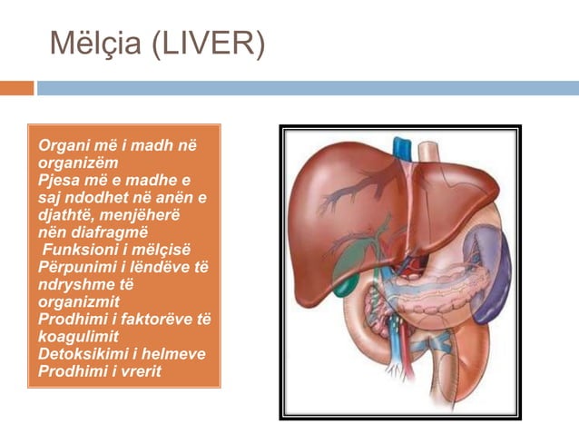 Projekt biologji: "Funksionet e Organeve te Njeriut " | PPT