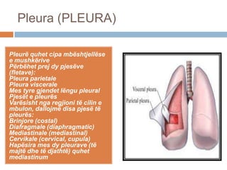 Pleura (PLEURA)
Pleurë quhet cipa mbështjellëse
e mushkërive
Përbëhet prej dy pjesëve
(fletave):
Pleura parietale
Pleura viscerale
Mes tyre gjendet lëngu pleural
Pjesët e pleurës
Varësisht nga regjioni të cilin e
mbulon, dallojmë disa pjesë të
pleurës:
Brinjore (costal)
Diafragmale (diaphragmatic)
Mediastinale (mediastinal)
Cervikale (cervical, cupula)
Hapësira mes dy pleurave (të
majtë dhe të djathtë) quhet
mediastinum
 