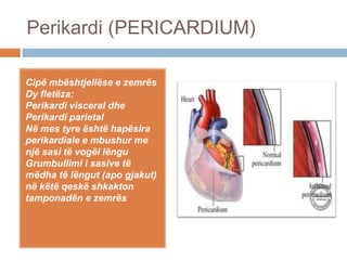 Perikardi (PERICARDIUM)
Cipë mbështjellëse e zemrës
Dy fletëza:
Perikardi visceral dhe
Perikardi parietal
Në mes tyre është hapësira
perikardiale e mbushur me
një sasi të vogël lëngu
Grumbullimi i sasive të
mëdha të lëngut (apo gjakut)
në këtë qeskë shkakton
tamponadën e zemrës
 