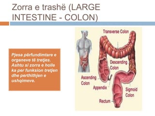 Zorra e trashë (LARGE
INTESTINE - COLON)
Pjesa përfundimtare e
organeve të tretjes.
Ashtu si zorra e holle
ka per funksion tretjen
dhe perthithjen e
ushqimeve.
 