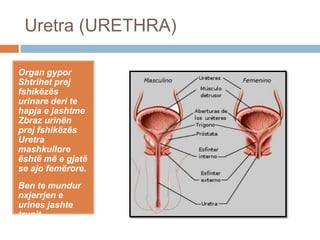 Uretra (URETHRA)
Organ gypor
Shtrihet prej
fshikëzës
urinare deri te
hapja e jashtme
Zbraz urinën
prej fshikëzës
Uretra
mashkullore
është më e gjatë
se ajo femërore.
Ben te mundur
nxjerrjen e
urines jashte
trupit.
 