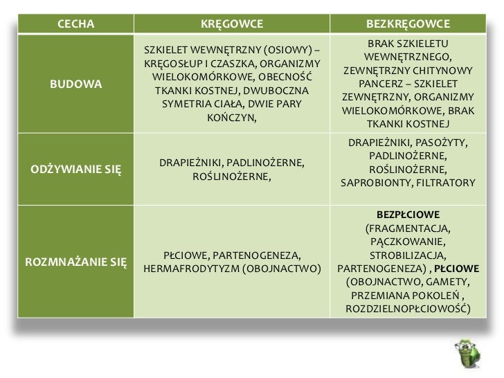 Porównanie Bezkręgowców I Kręgowców Tabela
