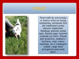 PIRAT
Pirat trafił do schroniska
w marcu wraz ze swoją
koleżanką, ponieważ byli
źle traktowani przez
starych właścicieli.
Niedługo później został
tata. Reszta jego rodzinki
znalazła już dom. Piesek
jest grzeczny, zadbany i
kochany, więc mamy
nadzieje, że w niedługim
czasie i jego ktoś
przygarnie pod swój
dach.
 