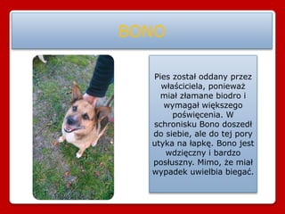 BONO
Pies został oddany przez
właściciela, ponieważ
miał złamane biodro i
wymagał większego
poświęcenia. W
schronisku Bono doszedł
do siebie, ale do tej pory
utyka na łapkę. Bono jest
wdzięczny i bardzo
posłuszny. Mimo, że miał
wypadek uwielbia biegać.
 