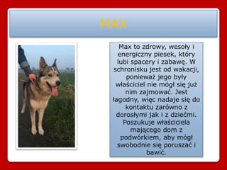 MAX
Max to zdrowy, wesoły i
energiczny piesek, który
lubi spacery i zabawę. W
schronisku jest od wakacji,
ponieważ jego były
właściciel nie mógł się już
nim zajmować. Jest
łagodny, więc nadaje się do
kontaktu zarówno z
dorosłymi jak i z dziećmi.
Poszukuje właściciela
mającego dom z
podwórkiem, aby mógł
swobodnie się poruszać i
bawić.
 