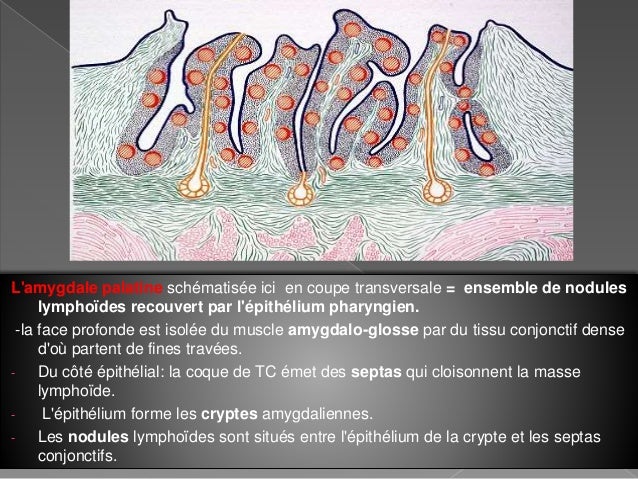 Cours d'histologie de 2eme année médecine