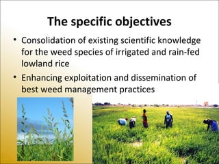 The specific objectives
• Consolidation of existing scientific knowledge
for the weed species of irrigated and rain-fed
lowland rice
• Enhancing exploitation and dissemination of
best weed management practices
 