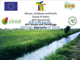 African, Caribbean and Pacific
Group of States
(ACP Secretariat)
 
ACP Science and Technology
Programme 
AfroWeeds
African Weeds of Rice
 