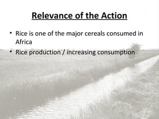 Relevance of the Action
• Rice is one of the major cereals consumed in
Africa
• Rice production / increasing consumption
 