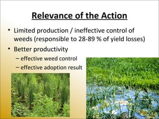 Relevance of the Action
• Limited production / ineffective control of
weeds (responsible to 28-89 % of yield losses)
• Better productivity
– effective weed control
– effective adoption result
 