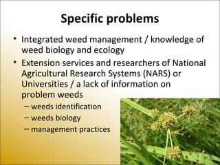 Specific problems
• Integrated weed management / knowledge of
weed biology and ecology
• Extension services and researchers of National
Agricultural Research Systems (NARS) or
Universities / a lack of information on
problem weeds
– weeds identification
– weeds biology
– management practices
 