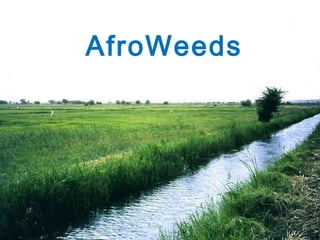 AfroWeeds
 