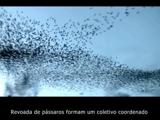Revoada de pássaros formam um coletivo coordenado
 