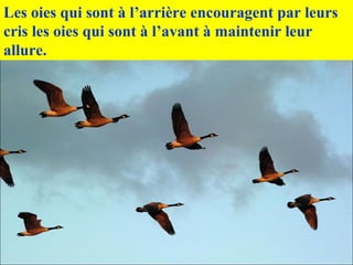 Les oies qui sont à l’arrière encouragent par leurs
cris les oies qui sont à l’avant à maintenir leur
allure.
 