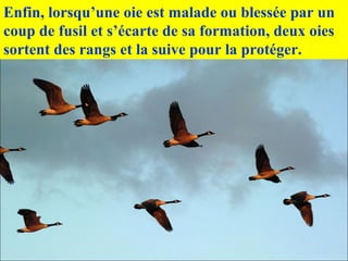 Enfin, lorsqu’une oie est malade ou blessée par un
coup de fusil et s’écarte de sa formation, deux oies
sortent des rangs et la suive pour la protéger.
 