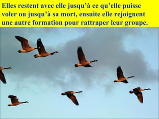 Elles restent avec elle jusqu’à ce qu’elle puisse
voler ou jusqu’à sa mort, ensuite elle rejoignent
une autre formation pour rattraper leur groupe.
 