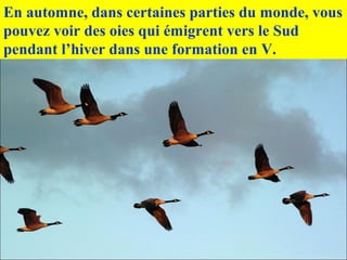 En automne, dans certaines parties du monde, vous
pouvez voir des oies qui émigrent vers le Sud
pendant l’hiver dans une formation en V.
 