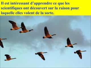 Il est intéressant d’apprendre ce que les
scientifiques ont découvert sur la raison pour
laquelle elles volent de la sorte.
 