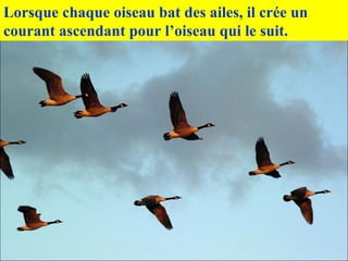 Lorsque chaque oiseau bat des ailes, il crée un
courant ascendant pour l’oiseau qui le suit.
 