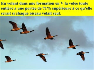 En volant dans une formation en V la volée toute
entière a une portée de 71% supérieure à ce qu'elle
serait si chaque oiseau volait seul.
 