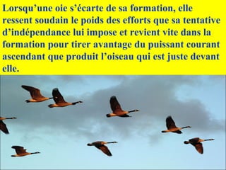 Lorsqu’une oie s’écarte de sa formation, elle
ressent soudain le poids des efforts que sa tentative
d’indépendance lui impose et revient vite dans la
formation pour tirer avantage du puissant courant
ascendant que produit l’oiseau qui est juste devant
elle.
 