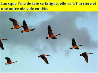 Lorsque l’oie de tête se fatigue, elle va à l’arrière et
une autre oie vole en tête.
 