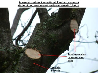 Les coupes doivent être nettes et franches, exemptes de déchirure, arrachement ou écrasement de l’ écorce. Ces deux angles de coupe sont bons Col de la branche 