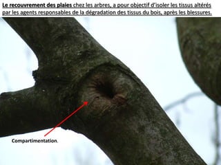 Le recouvrement des plaies chez les arbres, a pour objectif d’isoler les tissus altérés par les agents responsables de la dégradation des tissus du bois, après les blessures.Compartimentation.