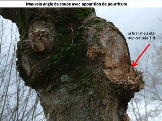  Mauvais angle de coupe avec apparition de pourritureLa branche a été trop creusée  !!!!!
