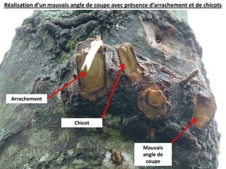 Réalisation d’un mauvais angle de coupe avec présence d’arrachement et de chicots ArrachementChicotMauvais angle de coupe