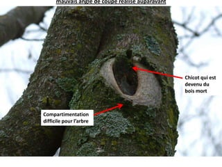 Compartimentation de la branche difficile pour cause d’une mauvaise taille et d’un mauvais angle de coupe réalisé auparavantChicot qui est devenu du bois mortCompartimentation difficile pour l’arbre