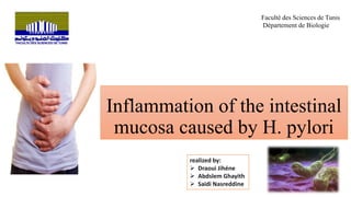 Inflammation of the intestinal
mucosa caused by H. pylori
Faculté des Sciences de Tunis
Département de Biologie
realized by:
 Draoui Jihéne
 Abdslem Ghayith
 Saidi Nasreddine:
 