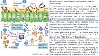 H. pylori binds to gastric epithelial cells through BabA and
other adhesins.
In strains that carry the Cag pathogenicity island (Cag-PAI), a
type IV secretory apparatus allows translocation of effector
molecules such as CagA into the host cell production of
interleukin (IL)-8 and other chemokines by epithelial cells.
The secreted chemokines lead to the recruitment of
polymorphonuclear cells (PMNs), resulting in inflammation.
CagA might cause disruption of the epithelial barrier and
dysplastic alterations in epithelial-cell morphology.
Tumour-necrosis factor-alpha (TNF-alpha)-mediated apoptosis
may also lead to disruption of the epithelial barrier.
The chronic phase of H. pylori Cytokines produced by
macrophages, particularly IL-12, activate recruited cells such as
helper T cells (TH0, TH1 and TH2) and B cells.
Cytokines also alter the secretion of mucus, which contributes
to H. pylori-induced disruption of the mucous layer, as they
induce changes in gastric-acid secretion and homeostasis.
H. pylori inhibits the host immune response by blocking the
production of (NO) by macrophages and through the ability of
VacA to interfere with the IL-2 signalling pathway in T cells by
blocking transcription of the genes encoding IL-2 and IL-2R
1 2
3 4
5
6
6
 