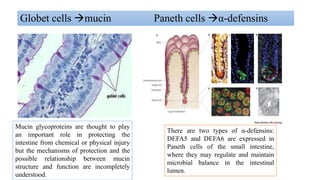 Globet cells mucin Paneth cells α-defensins
There are two types of α-defensins:
DEFA5 and DEFA6 are expressed in
Paneth cells of the small intestine,
where they may regulate and maintain
microbial balance in the intestinal
lumen.
Mucin glycoproteins are thought to play
an important role in protecting the
intestine from chemical or physical injury
but the mechanisms of protection and the
possible relationship between mucin
structure and function are incompletely
understood.
 