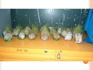 Projeto Alimentação Saudável