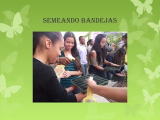 semeando bandejas
 