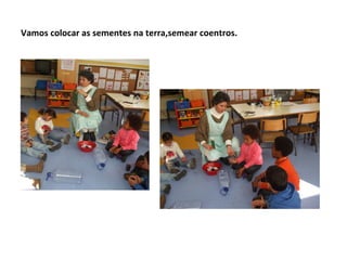 Vamos colocar as sementes na terra,semear coentros.
 