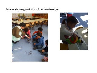Para as plantas germinarem é necessário regar.
 