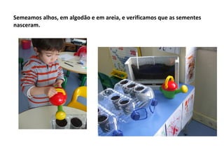 Semeamos alhos, em algodão e em areia, e verificamos que as sementes
nasceram.
 