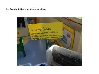 Ao fim de 8 dias nasceram os alhos.
 