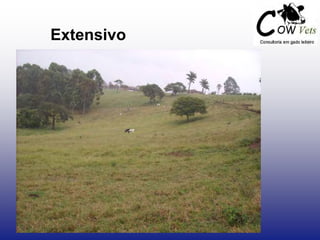 Extensivo
 