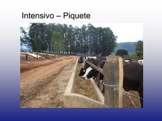 Intensivo – Piquete
 